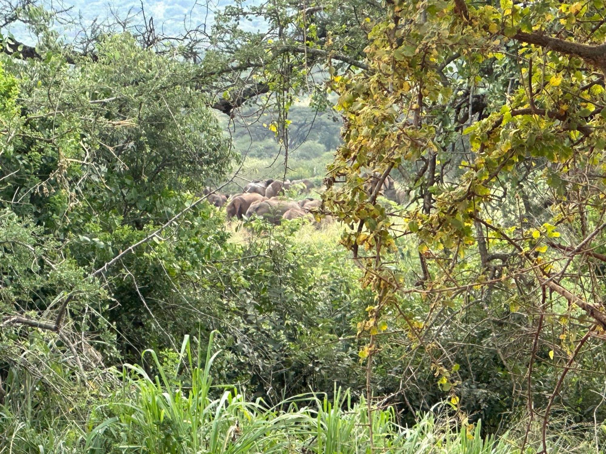 Mkomazi Hotels And Camps Hegoma Eksteriør bilde